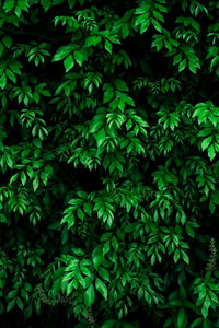 Full frame shot of fresh green plants