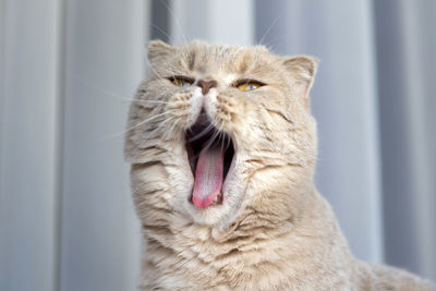 Cute scottish fold young female cat yawning at home
