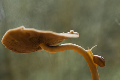 Close-up of mushroom growing on plant