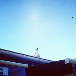 Low angle view of bird flying against clear blue sky
