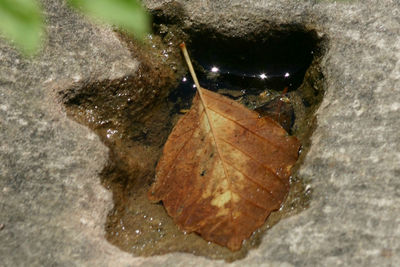 Close-up of dry leaf on water