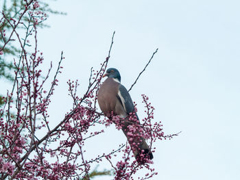 Low angle view of bird perching on branch against clear sky