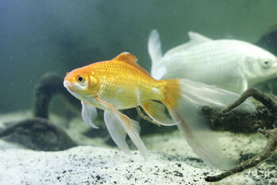 Close-up of fish swimming in sea