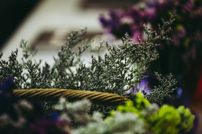 Close-up of purple flowering plants