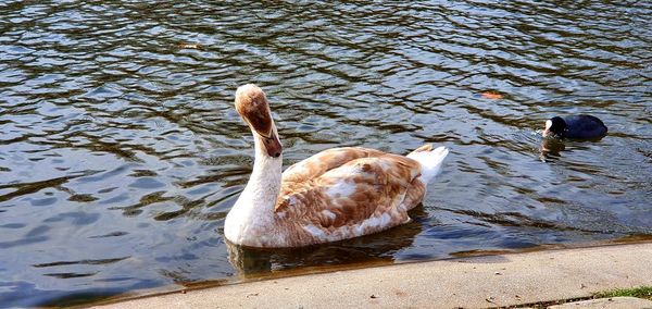 High angle view of duck swimming in lake