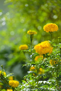 Close-up of yellow flowering plant