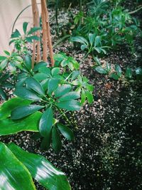 Close-up of plant growing outdoors