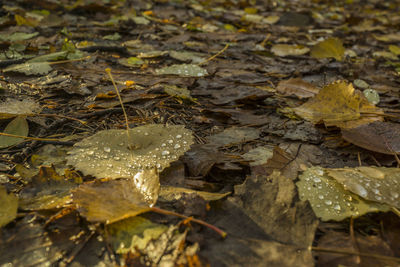 Close-up of autumn leaf in water