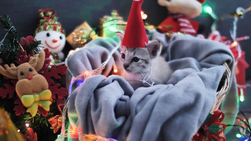 Close-up of kitten wearing santa hat in basket amidst christmas decorations