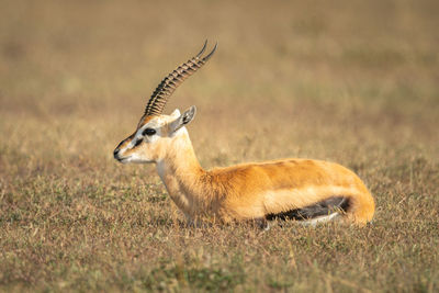 Thomson gazelle lies on grass in profile