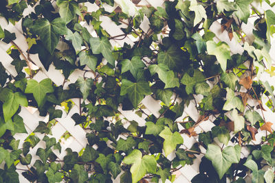 Full frame shot of ivy on patterned wall