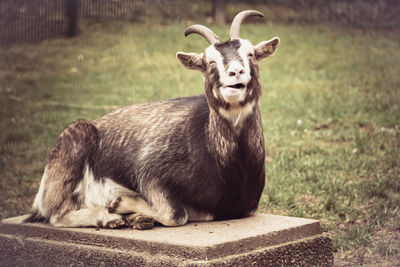 Goat sitting on stone in farm