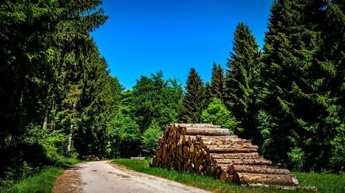 Stack of logs in forest against clear blue sky