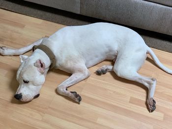 High angle view of dog sleeping on hardwood floor