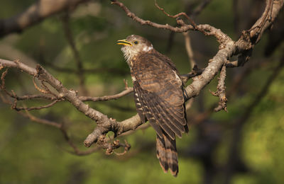 View of bird perching on branch