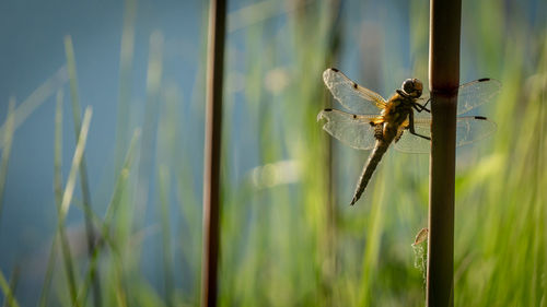 Close-up of dragonfly on plant