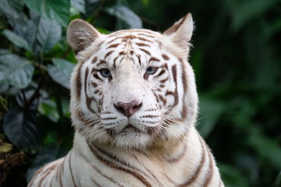 Close-up portrait of a tiger