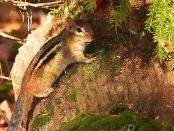 Chipmunk on a moss covered log