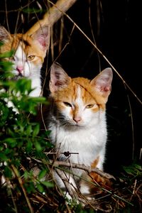 Cat sitting in a plant