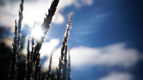 Close-up of stalks against sky during winter