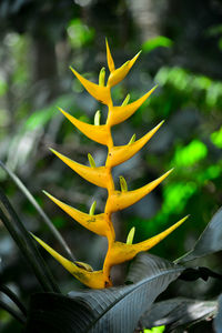 Close-up of yellow flowering plant