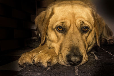 Close-up portrait of dog