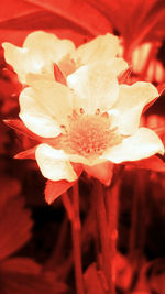 Close-up of red rose flower