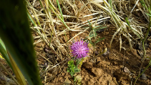 High angle view of purple flowering plant on field