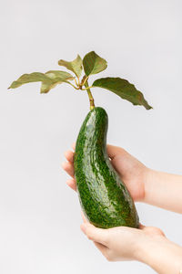 Close-up of hand holding leaf over white background
