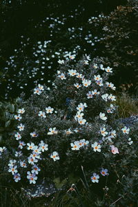 Flowers blooming on plant