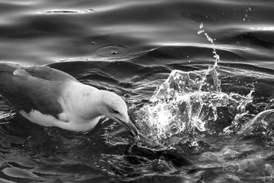 Close-up of seagull swimming in sea