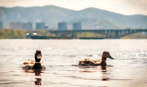 Ducks swimming in lake