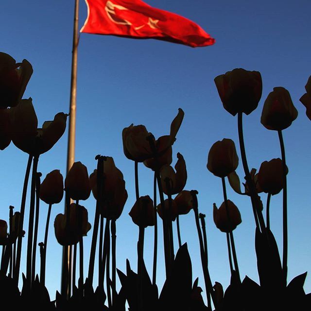 low angle view, clear sky, sky, blue, in a row, nature, abundance, silhouette, freshness, flower, outdoors, beauty in nature, copy space, no people, growth, large group of objects, variation, day, red, side by side