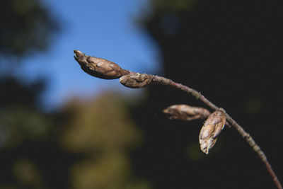 Close-up of flower buds on branch