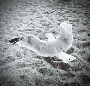Close-up of swan swimming in water