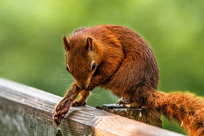 Close-up of squirrel