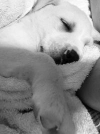 Dog resting on bed