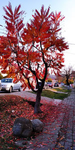 Autumn tree by street in park