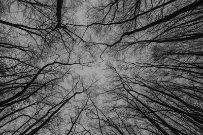 Low angle view of bare tree against sky