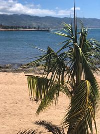 Palm tree by sea against sky