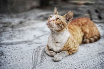 Close-up of ginger cat sitting on floor