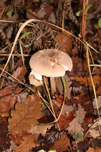 Close-up of mushrooms growing in forest