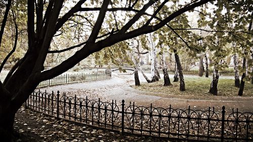 Bare trees in park