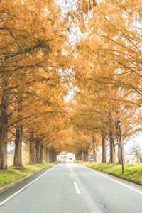 Road amidst trees during autumn