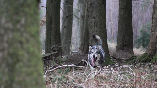 Portrait of dog in forest