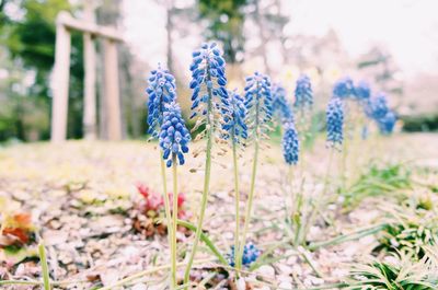 Plant growing on field