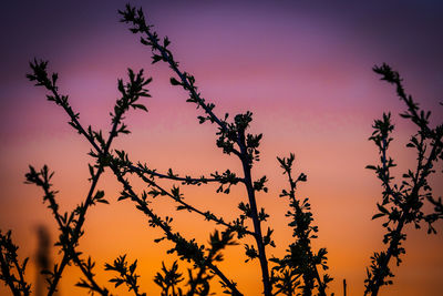 Low angle view of silhouette plants against romantic sky