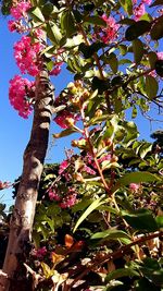 Low angle view of tree against sky