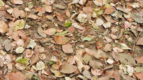 Full frame shot of dry leaves on field