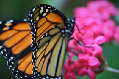 Close-up of butterfly pollinating on pink flower